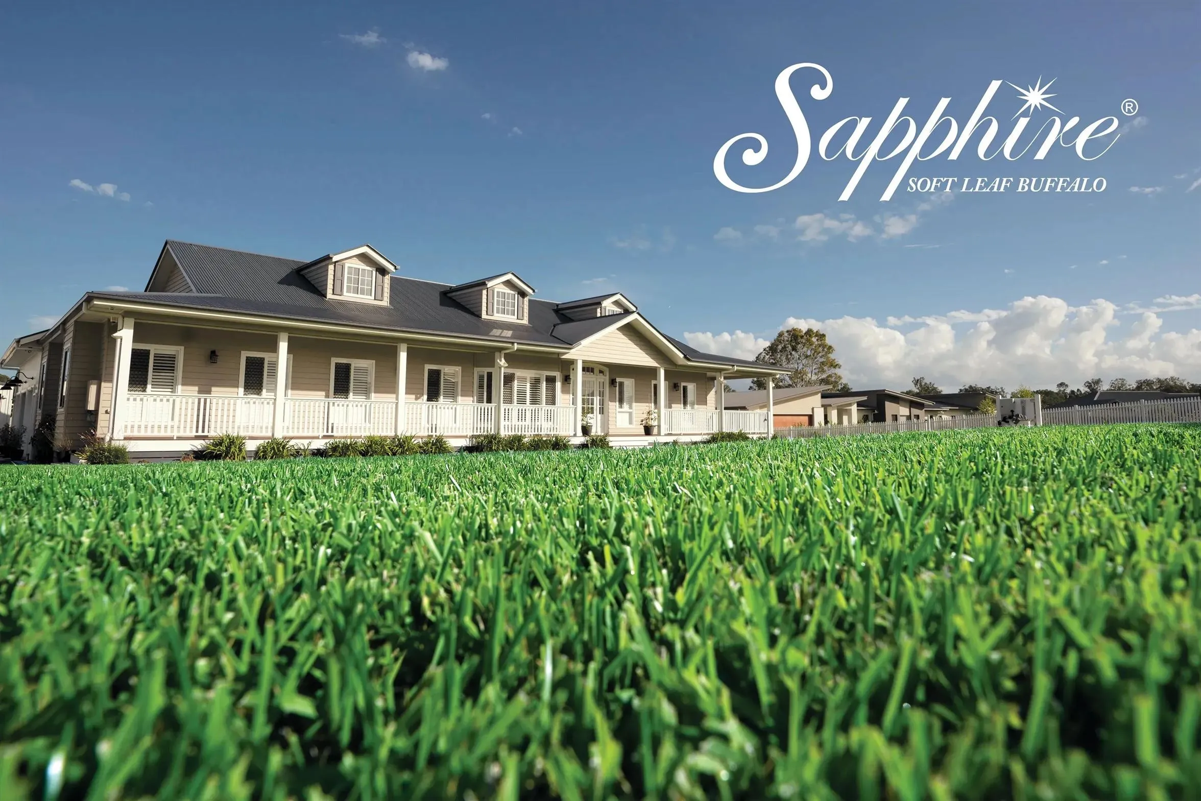 You are currently viewing Sapphire Buffalo Winter Care Guide for Sydney Lawns