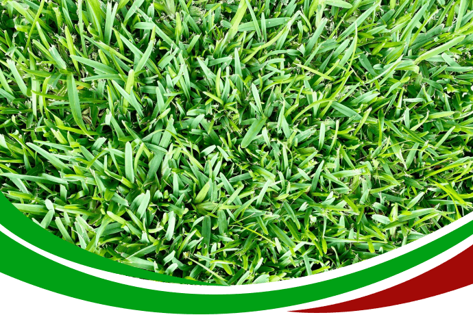 You are currently viewing Check Out the Secret Behind Expert Care for a Brilliant and Healthy Sapphire Buffalo Lawn