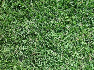 Read more about the article Upgrade to Buffalo Grass for Durable Drought-Resistant Weed-Controlled Lawns  