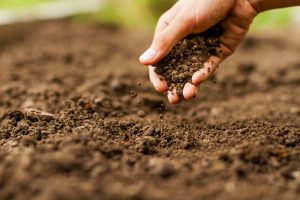 Read more about the article How to Prepare Your Soil for a Thriving New Lawn in Sydney