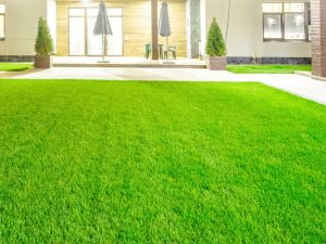 Read more about the article Essential Tips for a Lush and Healthy Kikuyu Grass Lawn 