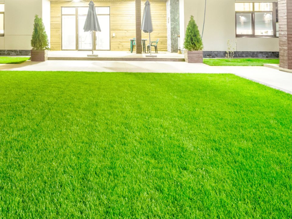 You are currently viewing Essential Tips for a Lush and Healthy Kikuyu Grass Lawn 