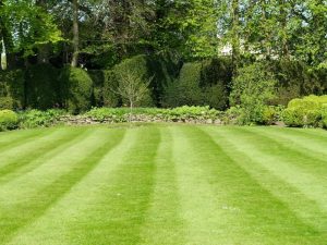 Read more about the article Proven Tips on How to Revive a Dead Buffalo Lawn 
